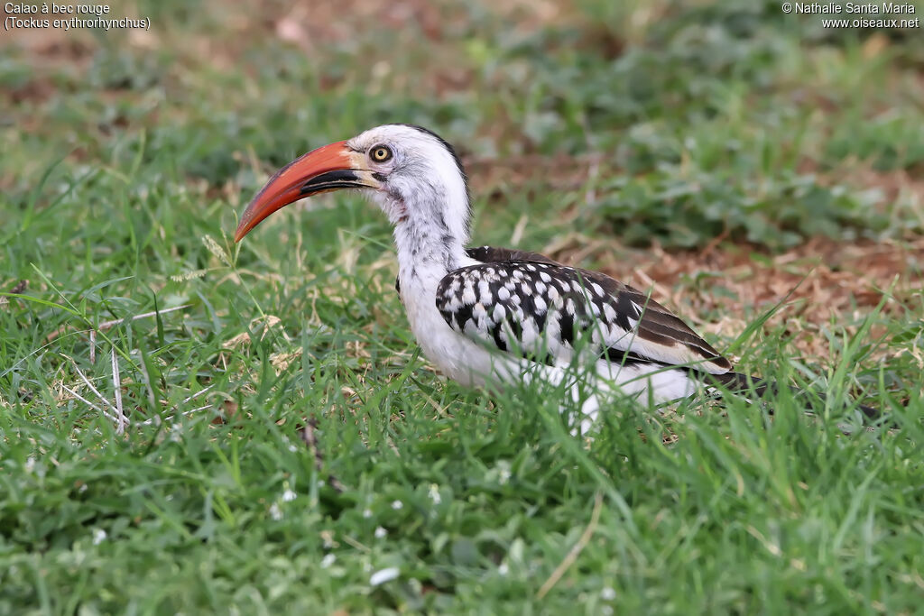 Calao à bec rouge mâle adulte, identification