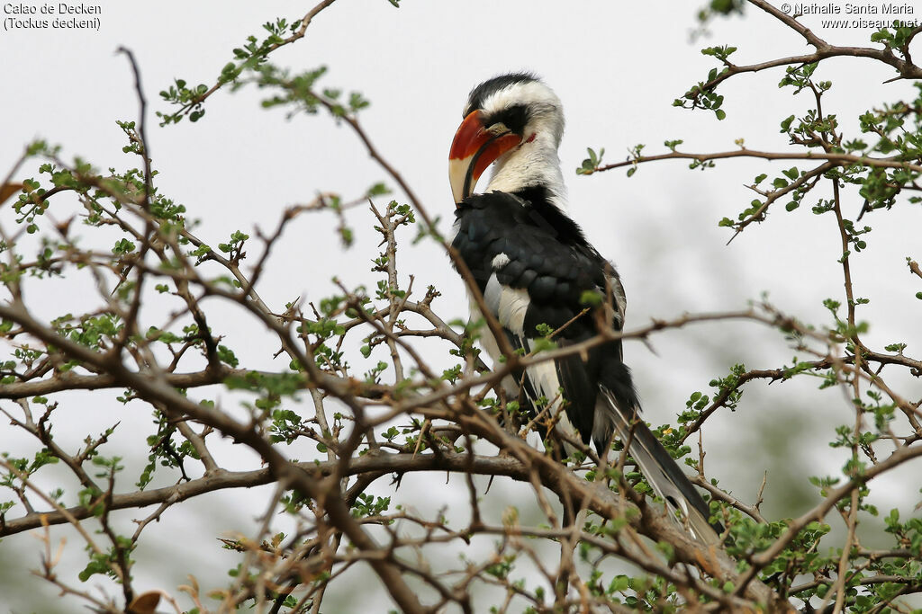 Von der Decken's Hornbill male adult, identification, care