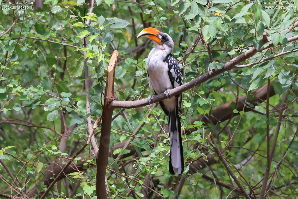 Calao de Jackson mâle adulte, identification