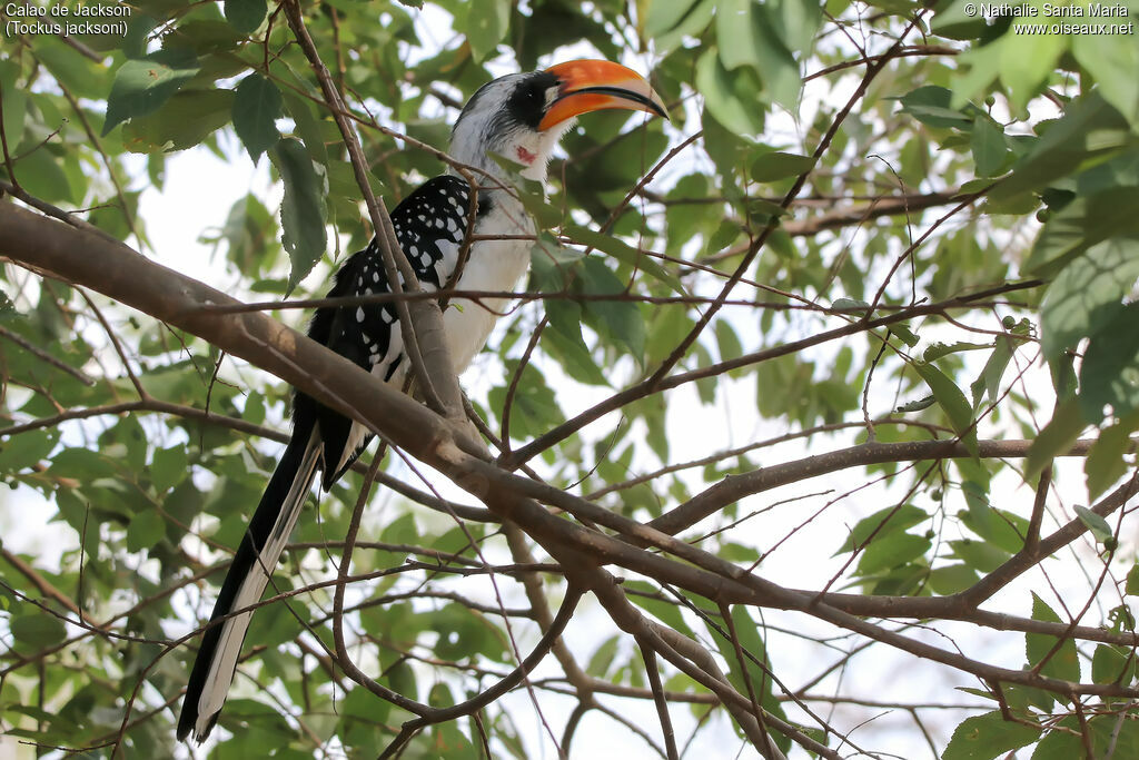 Calao de Jackson mâle adulte, identification