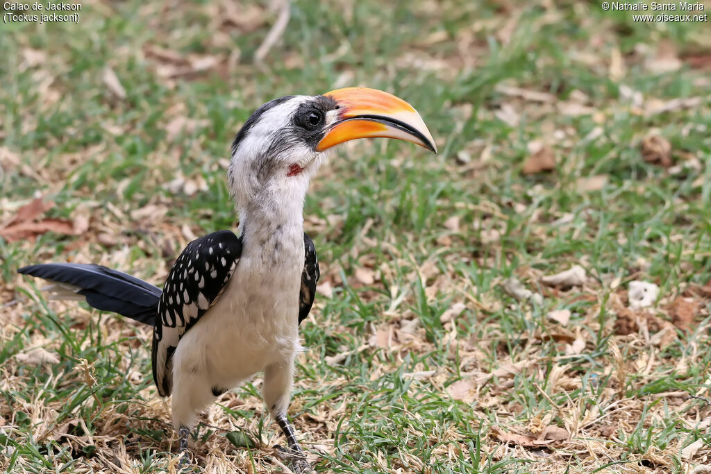 Calao de Jackson mâle adulte, identification, marche