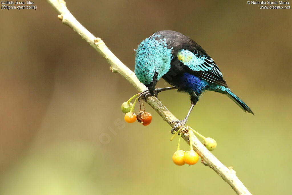 Blue-necked Tanager male adult, identification, feeding habits