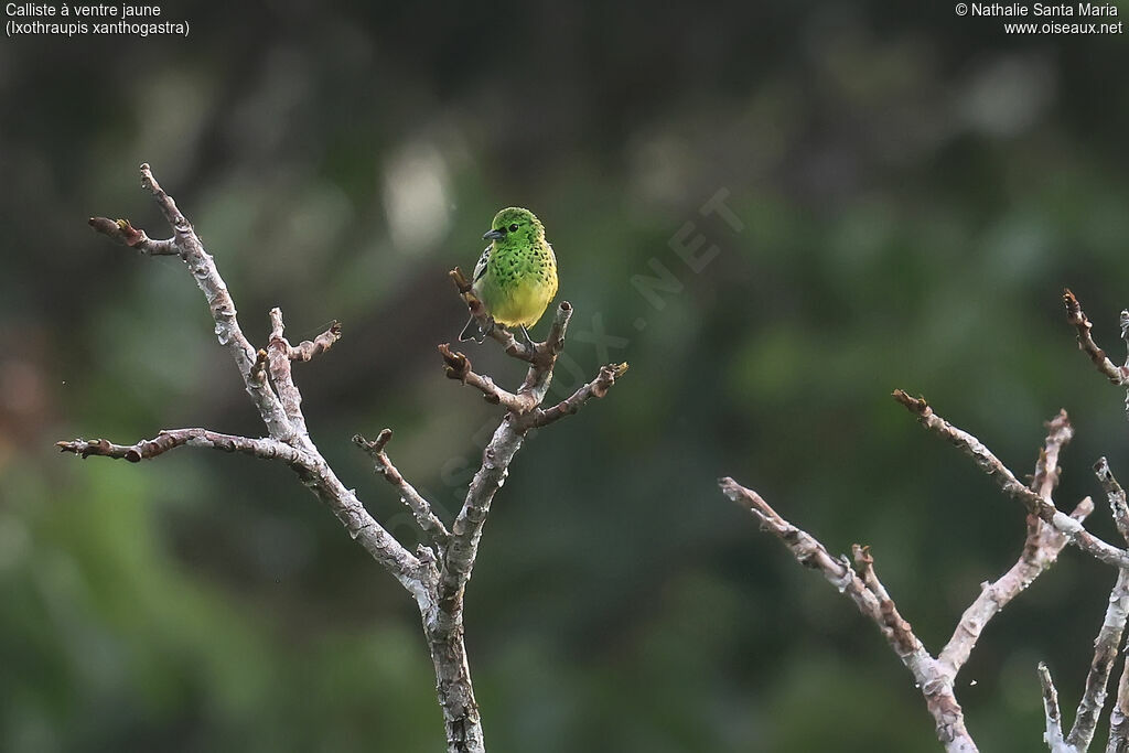 Calliste à ventre jauneadulte, habitat