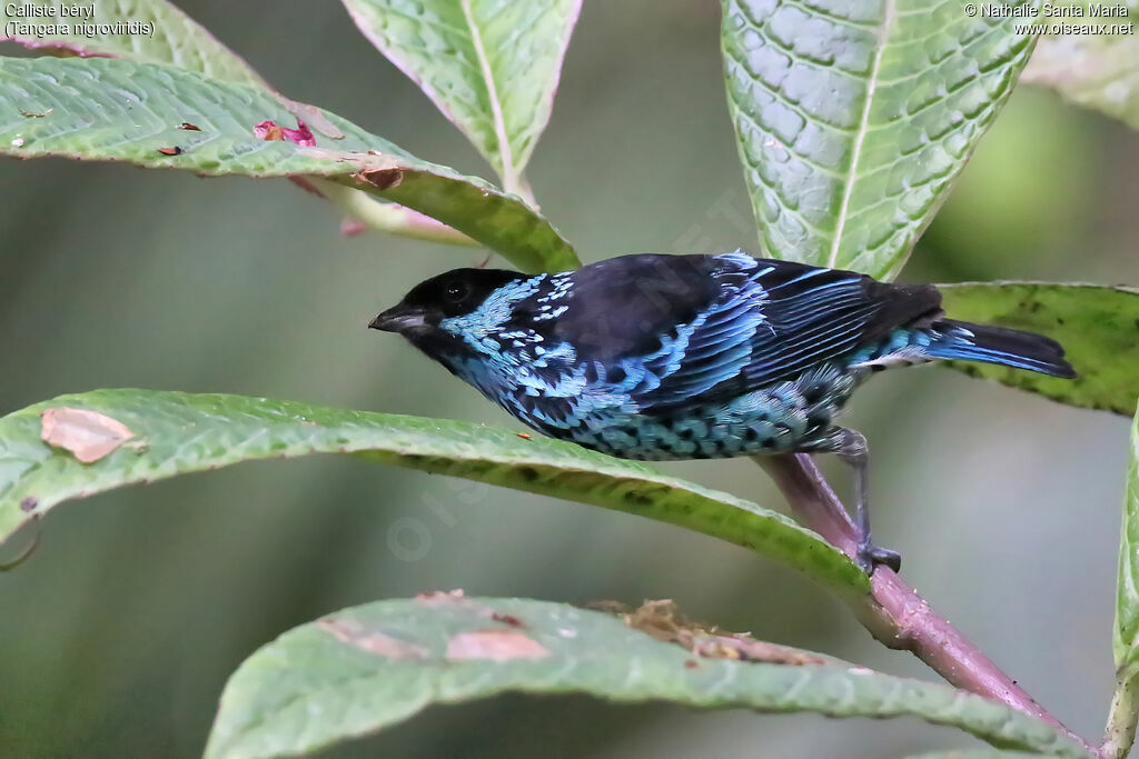 Calliste béryladulte, identification