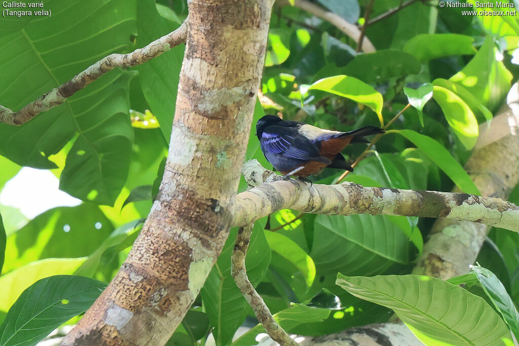 Calliste variéadulte, identification