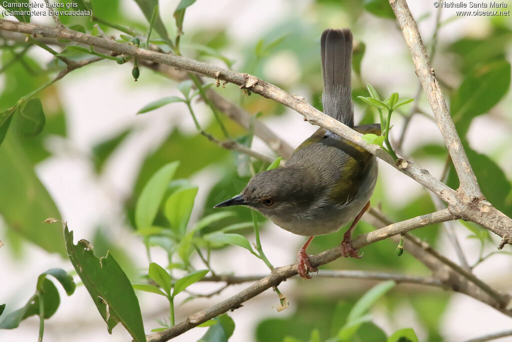 Camaroptère à dos grisadulte, identification, habitat