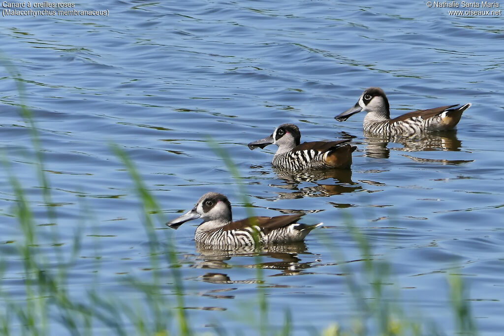 Canard à oreilles rosesimmature, identification, nage
