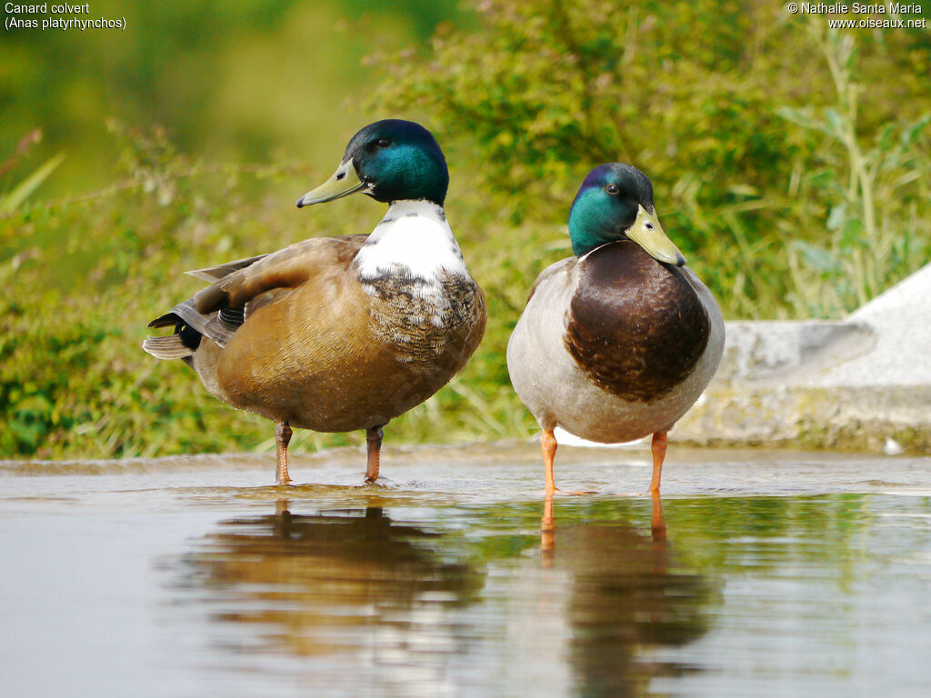 Canard colvert mâle adulte nuptial, habitat