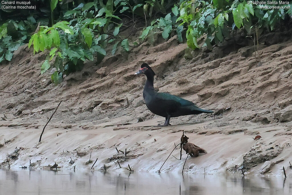 Canard musquéadulte, identification