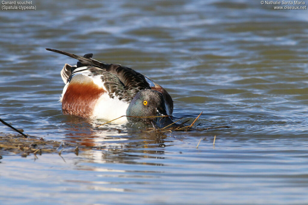Canard souchet mâle adulte nuptial, identification, nage, pêche/chasse