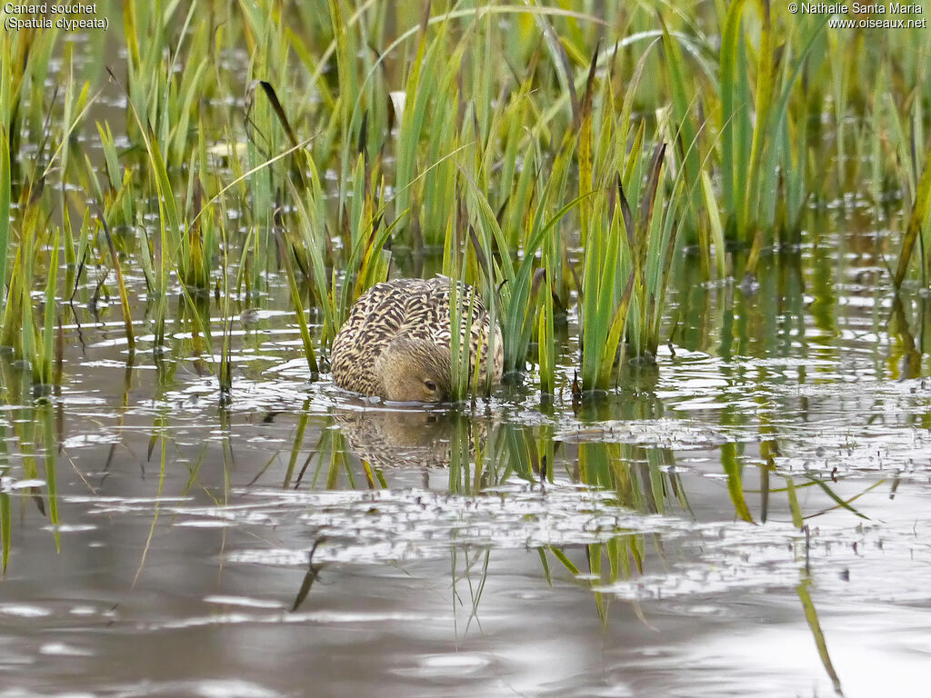 Canard souchet femelle adulte, habitat, nage, pêche/chasse