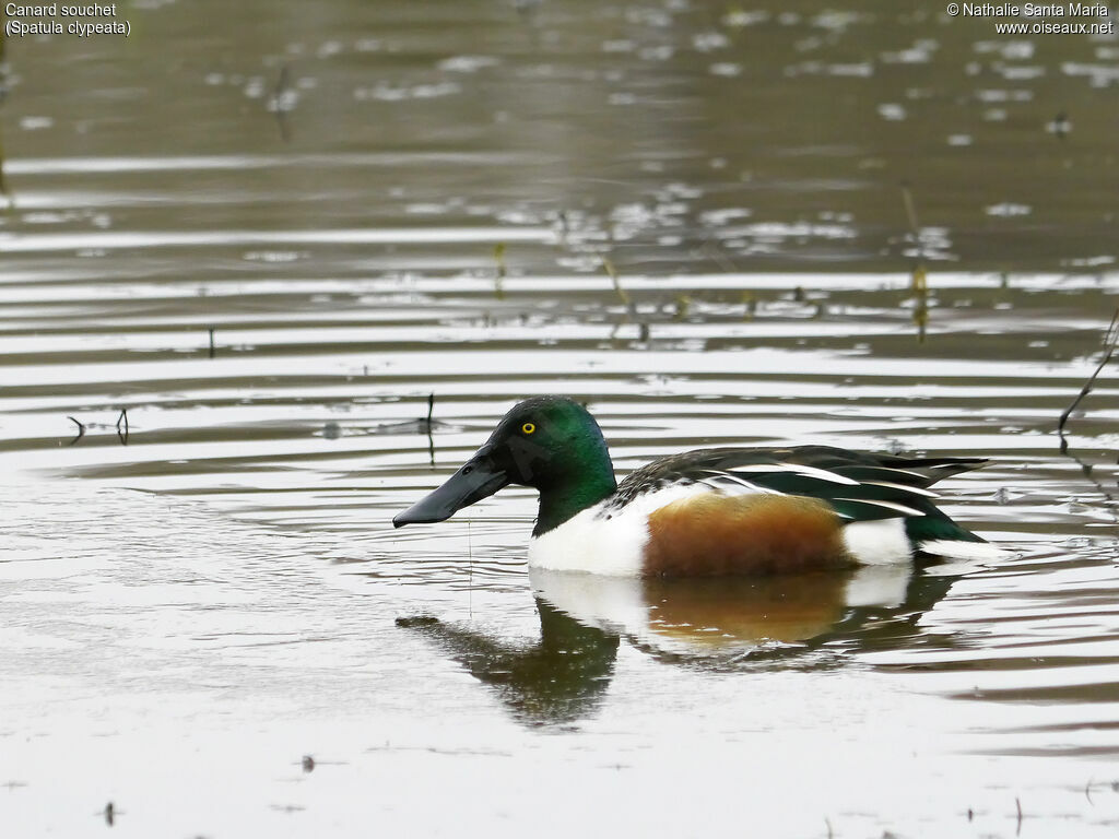 Canard souchet mâle adulte nuptial, identification, nage