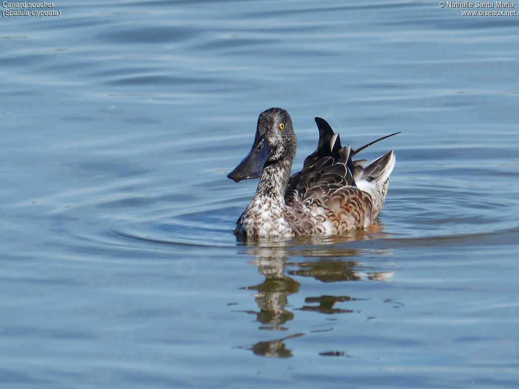 Canard souchet mâle subadulte, identification, mue, nage