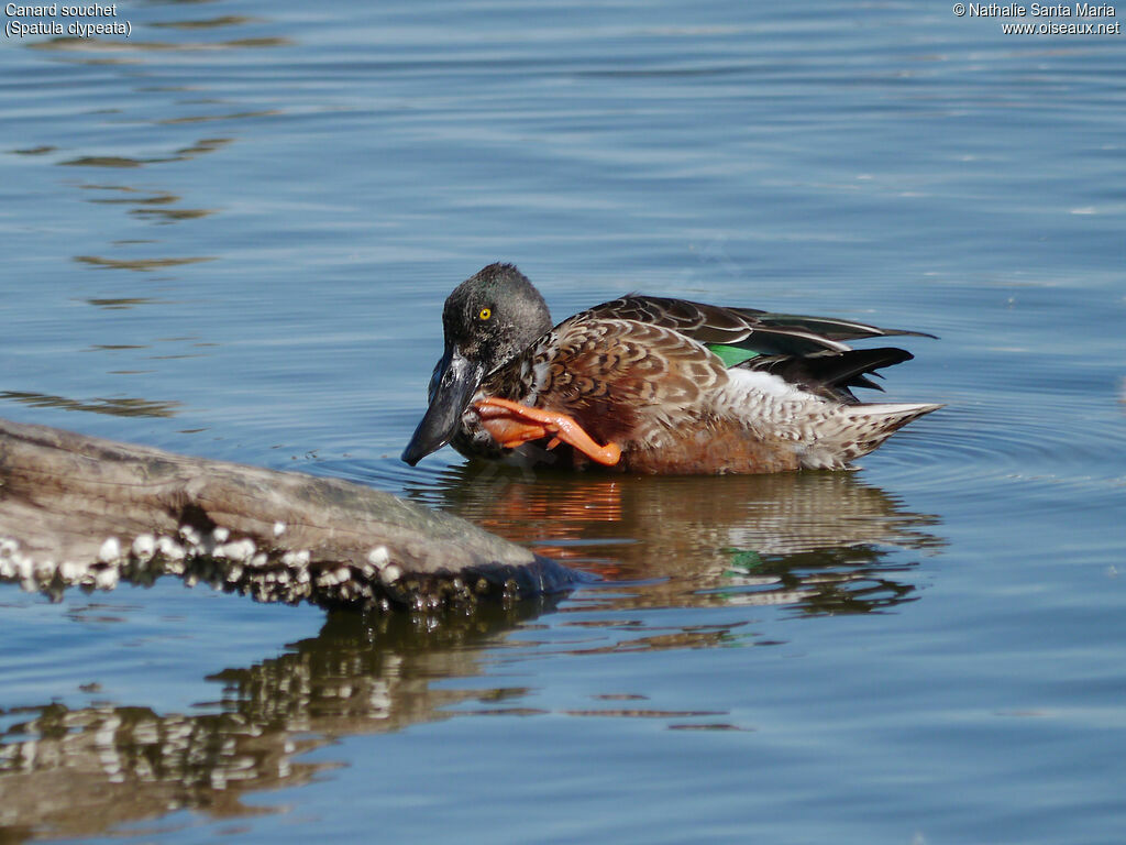 Canard souchet mâle adulte internuptial, identification, mue, soins