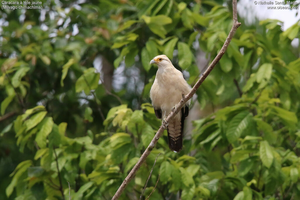 Caracara à tête jaune