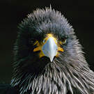 Caracara austral