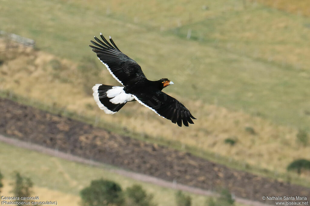 Carunculated Caracaraadult, Flight