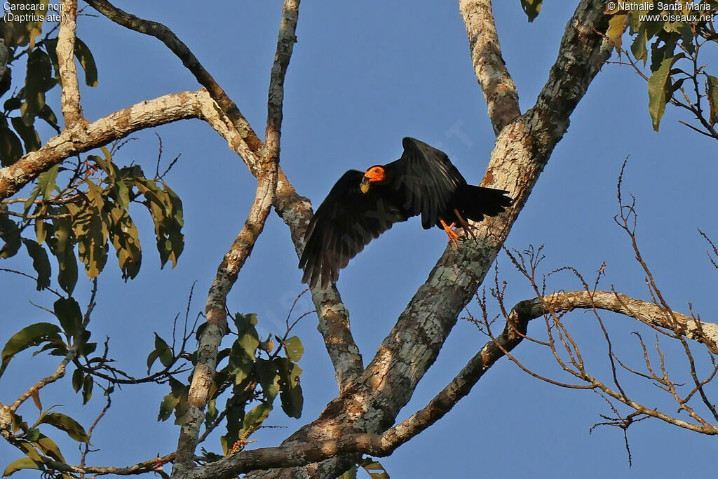 Black Caracara
