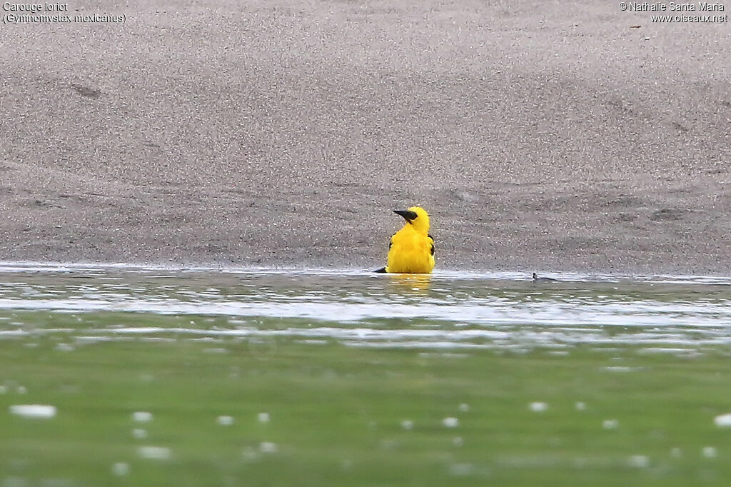 Carouge loriotadulte, identification, soins