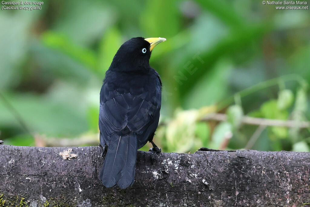 Cassique à dos rougeadulte, identification
