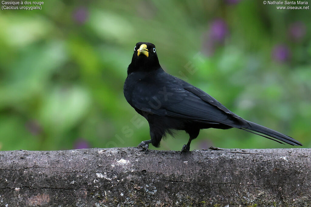 Cassique à dos rougeadulte, identification