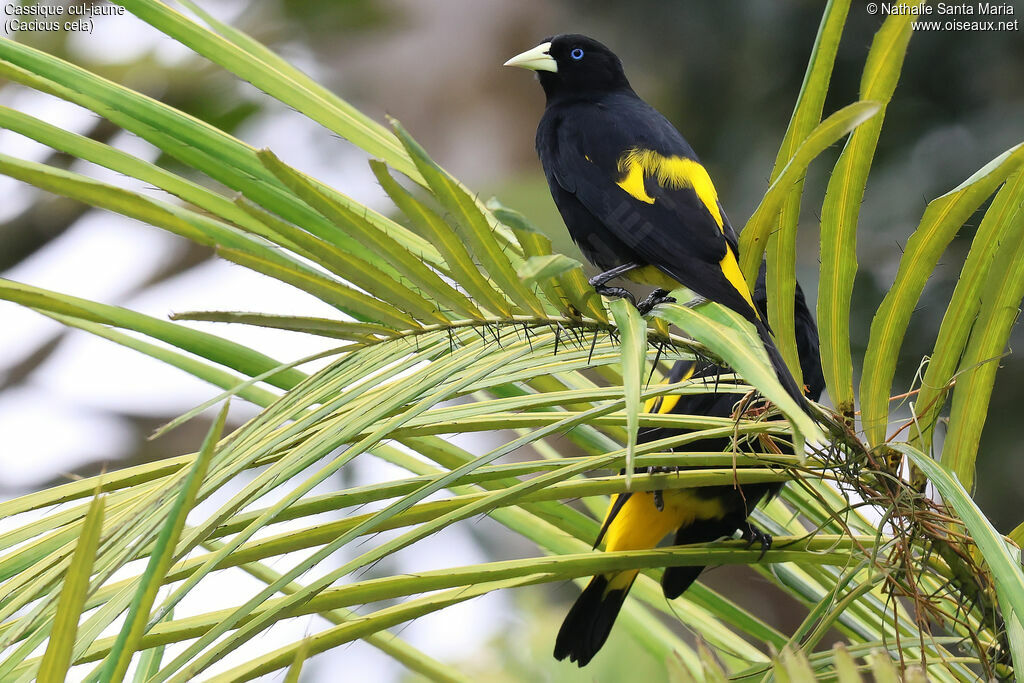 Cassique cul-jauneadulte, identification, Nidification