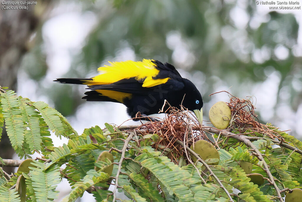 Cassique cul-jaune mâle, identification, composition, parade, chant
