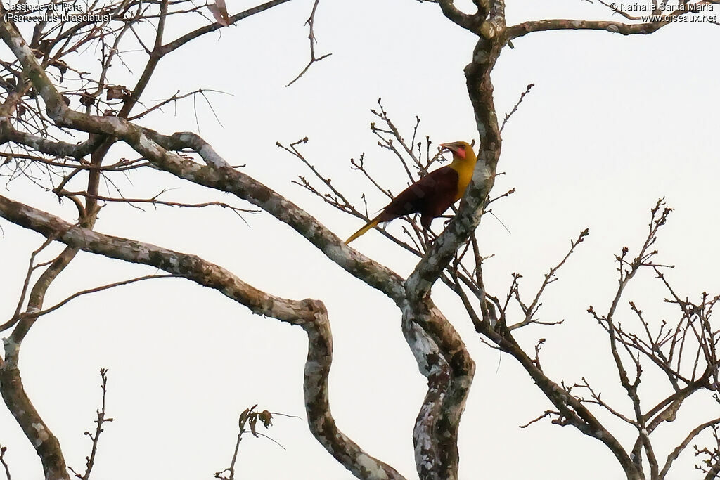 Cassique du Paraadulte, identification