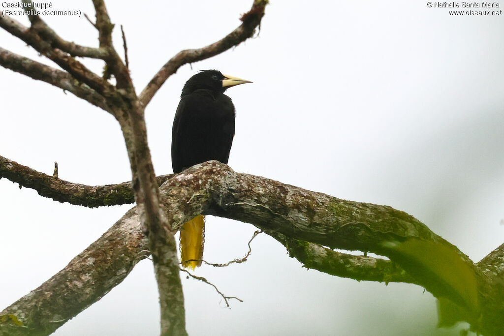 Crested Oropendola