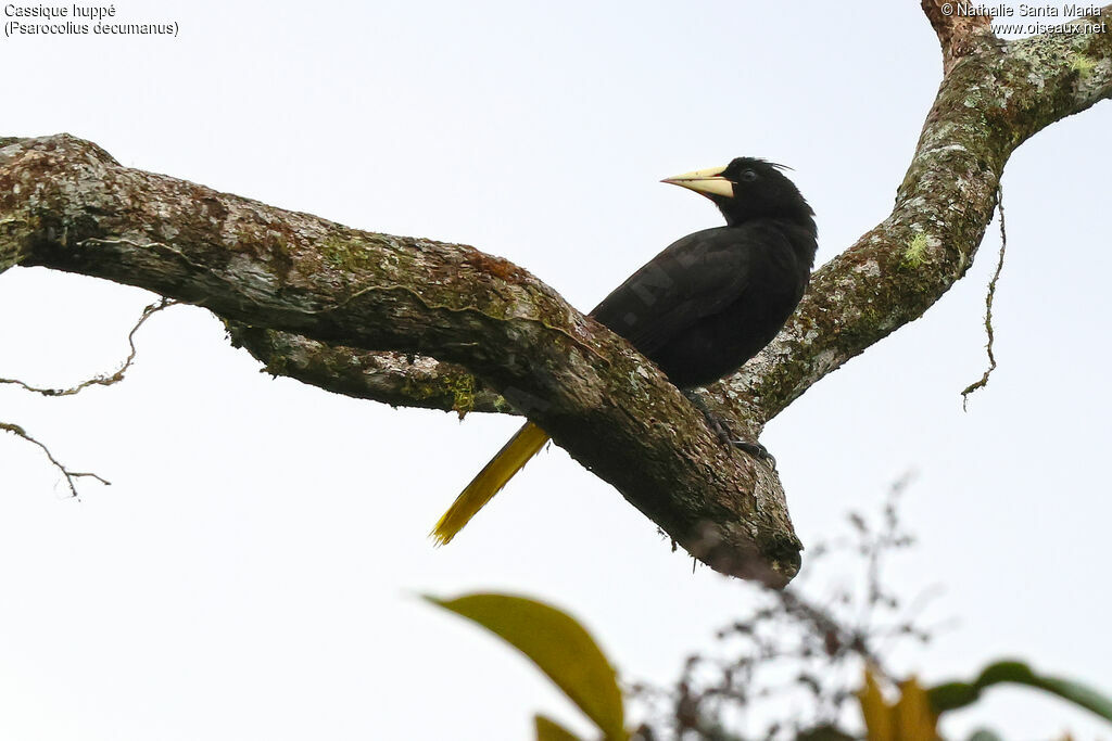 Crested Oropendola