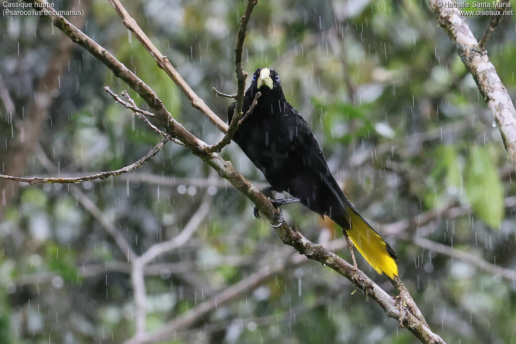 Crested Oropendola