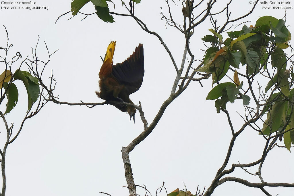 Cassique roussâtreadulte, identification, parade, chant