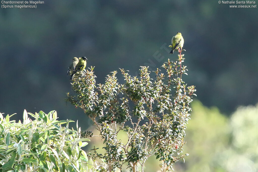 Hooded Siskin, habitat