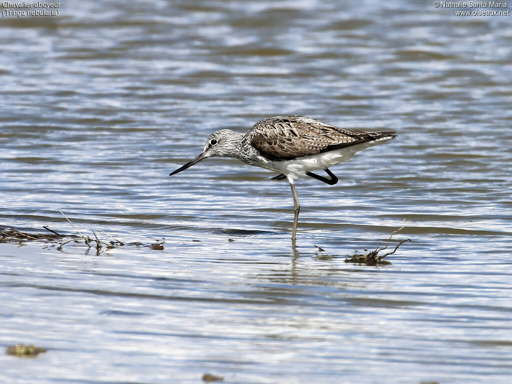 Common Greenshankadult breeding, identification, walking, Behaviour