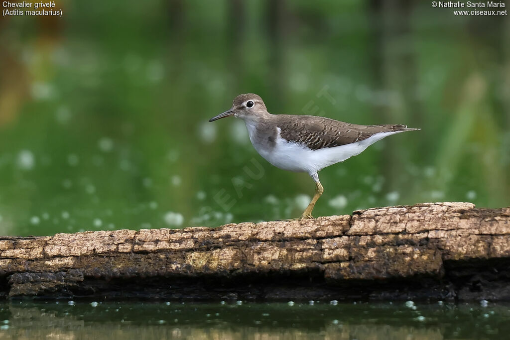 Spotted Sandpiper, identification