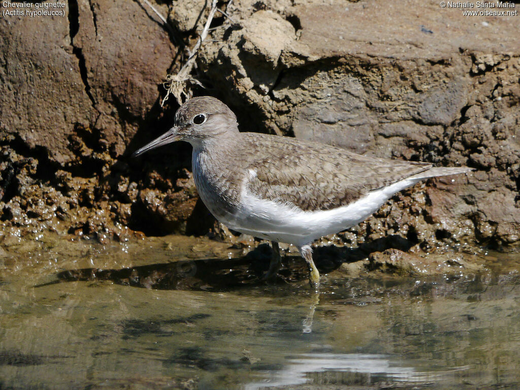 Chevalier guignetteadulte, identification, habitat, marche