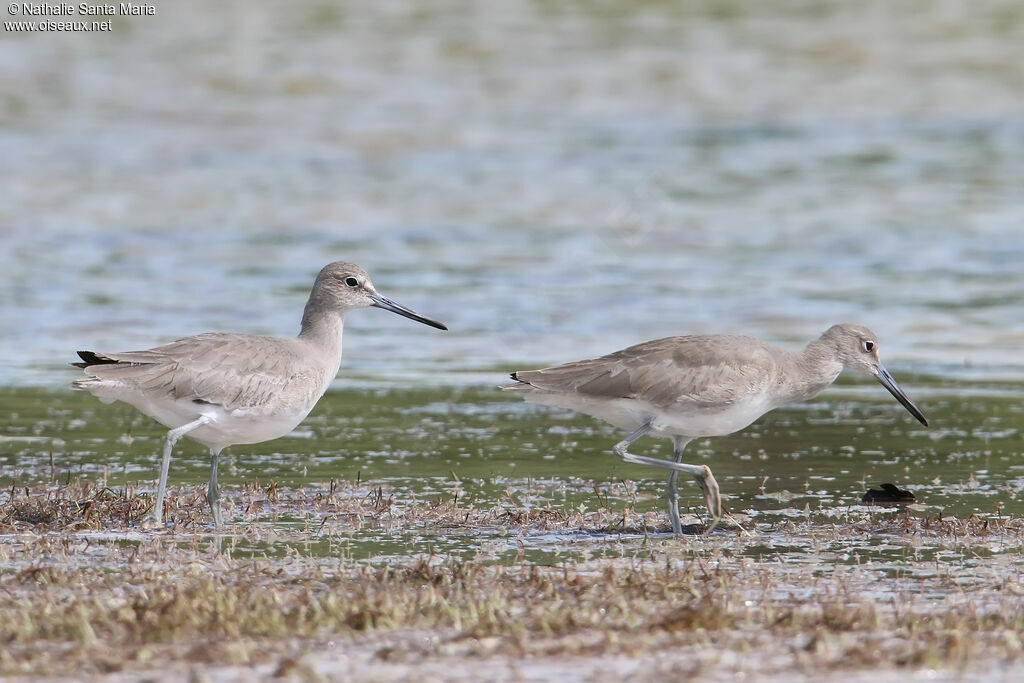 Willetadult post breeding, habitat, walking