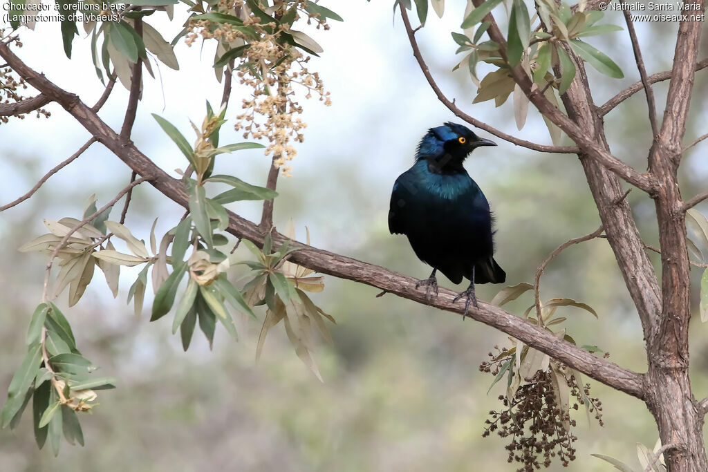 Greater Blue-eared Starlingadult, identification, habitat