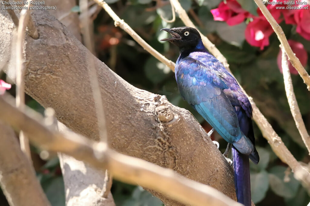 Rüppell's Starlingadult, identification, song