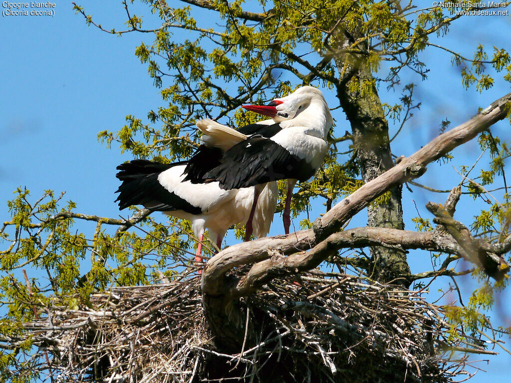 White Storkadult breeding, courting display, Reproduction-nesting, Behaviour