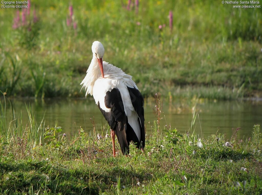 White Storkadult, identification, habitat, care, Behaviour