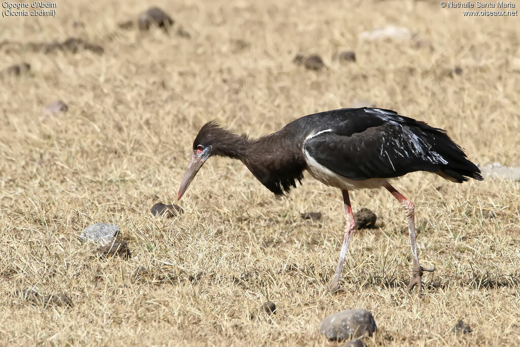 Abdim's Storkadult, habitat, fishing/hunting