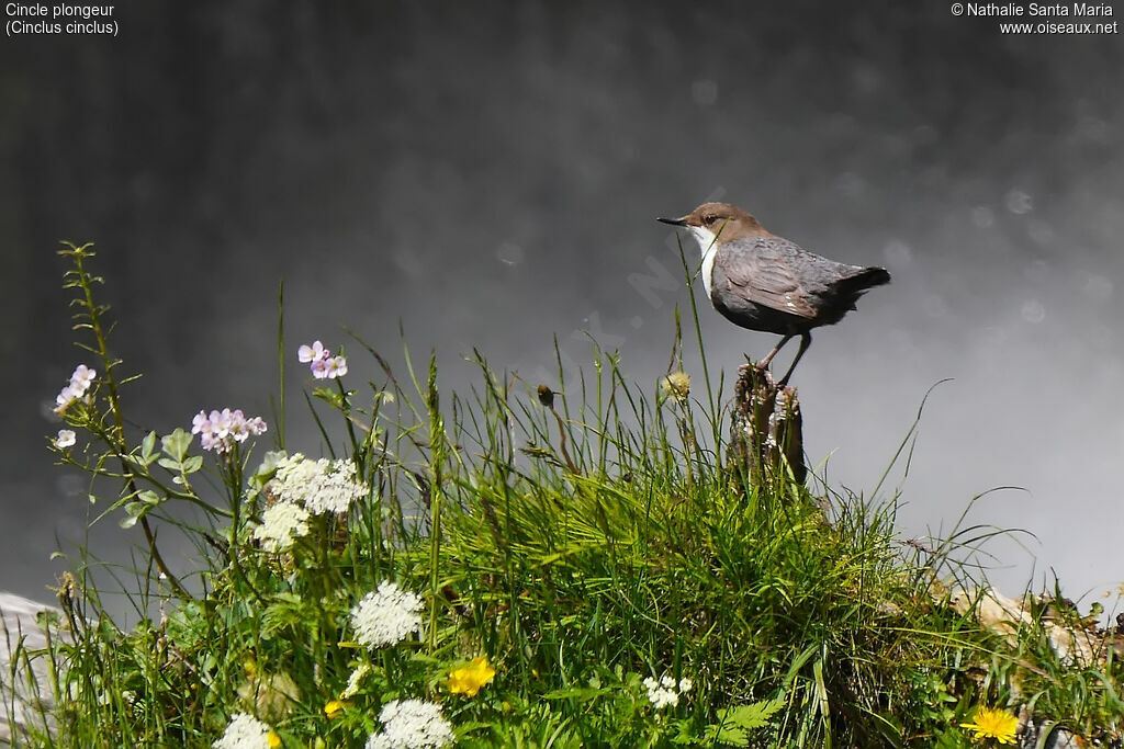 Cincle plongeuradulte, identification, habitat
