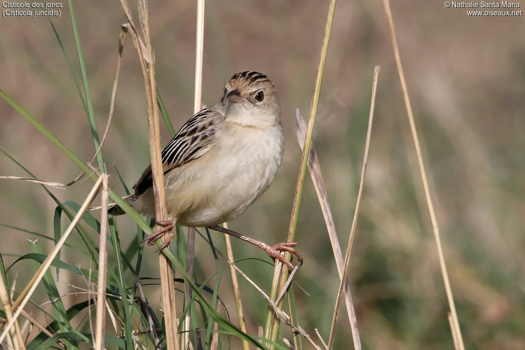 Cisticole des joncsadulte, identification, habitat, Comportement