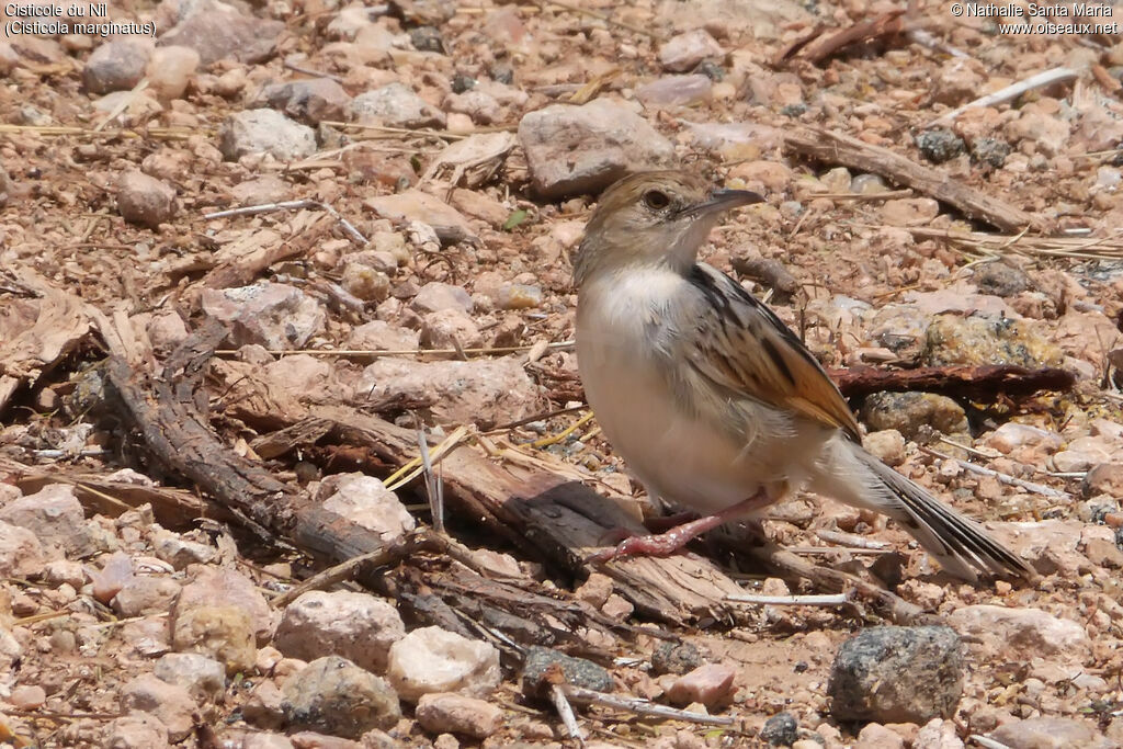 Cisticole du Niladulte, identification, habitat