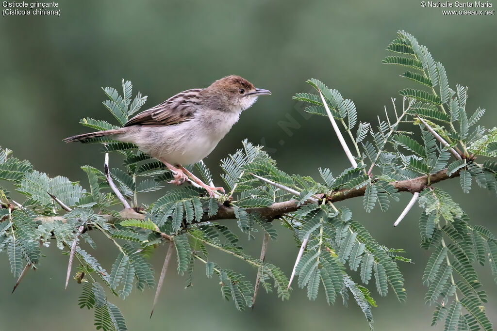 Rattling Cisticolaadult, identification, habitat