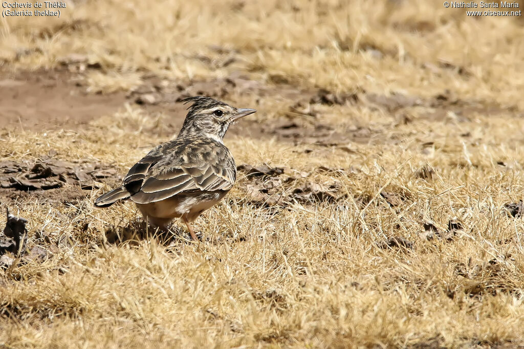 Thekla's Larkadult, identification, habitat