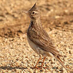 Cochevis huppé