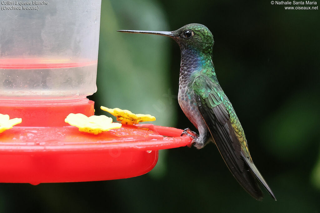 Colibri à queue blancheadulte, identification, indices