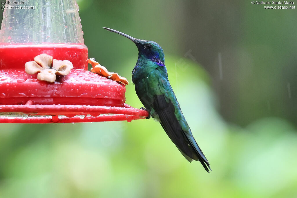 Colibri anaïs - Colibri d'Anaïs<br />adulte, identification
